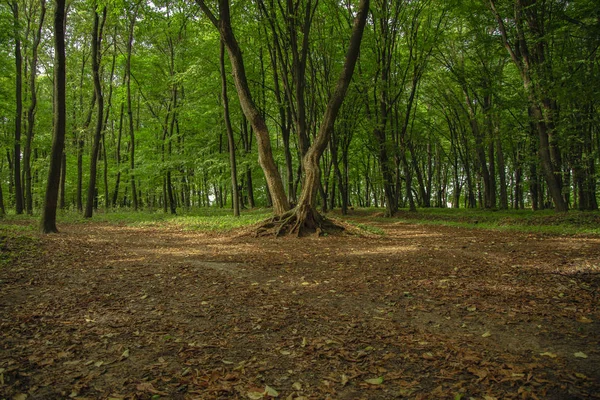 Pohádka Malebné Lesní Scenérie Krajina Barevné Magické Přírodní Pohled Krásné — Stock fotografie
