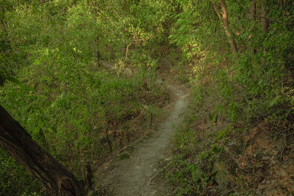 Lato Zielony Las Samotny Wąski Brud Szlak — Zdjęcie stockowe
