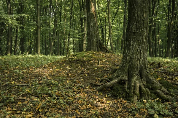 Лесная Природа Живописный Вид Землю Падающие Листья Покрытия — стоковое фото