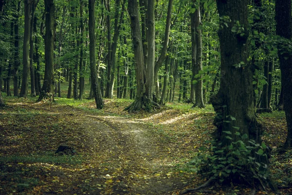 Septembre Saison Paysage Forestier Paysage Extérieur Environnement Naturel Avec Piste — Photo