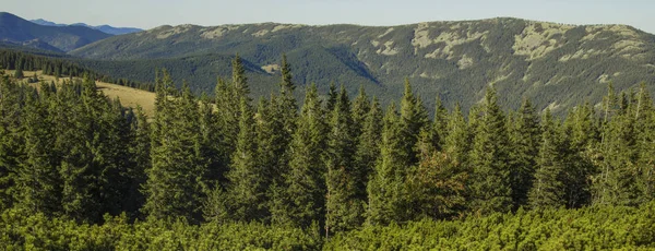 Kiefernwald Panoramalandschaft Landschaft Hochland Freien Natürliche Umwelt Fotografie Ansehen — Stockfoto