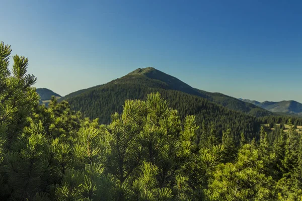 Cima Montaña Vista Pintoresca Con Ramas Aguja Primer Plano Pico —  Fotos de Stock