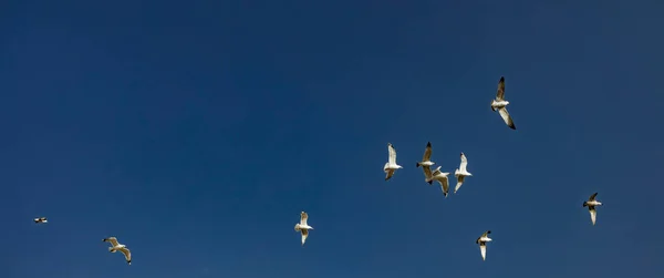 Repülő Sirályok Madarak Fotózás Élénk Kék Természetes Háttér Szabadság Koncepció — Stock Fotó