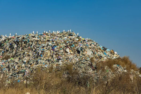 outskirts dump rubbish and garbage place with gull birds sitting on top, global pollution concept photography on vivid blue sky background with empty copy space for your text
