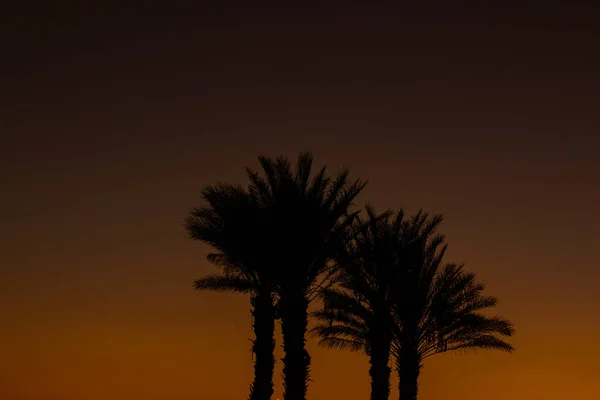 Reise Fotografie Palmen Silhouette Auf Sonnenuntergang Orange Himmel Hintergrund Tropisch — Stockfoto