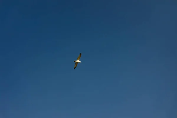 Voando Pássaro Branco Céu Azul Profundo Livre Fundo Natural Espaço — Fotografia de Stock