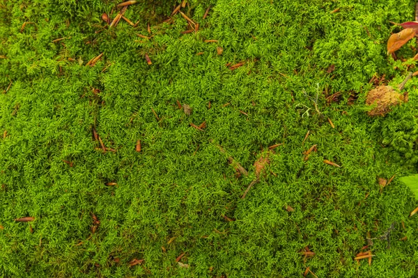 Levande Grön Färg Mossa Täcka Naturlig Bakgrund Sagoskog — Stockfoto