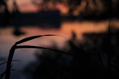 Bitki şeklinin ön planının soyut doğal fotoğrafçılığı ve alacakaranlık karanlık günbatımında odaklanmamış yaprak silueti. 