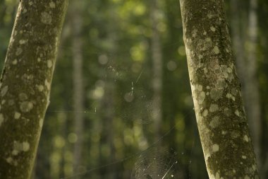 Yumuşak odaklı orman örümceği ağı iki ağaç arasında doğal arka plan bokeh görünümü 