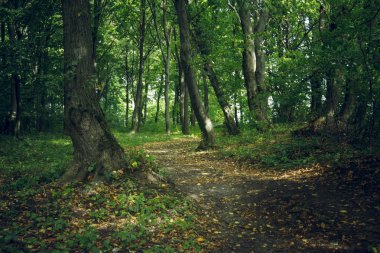 Orman çevresi, sonbahar mevsiminin başlarında yeşil ve sarı yeşillik renkleri ve yalnız toprak yollarıyla açık hava manzarası. 