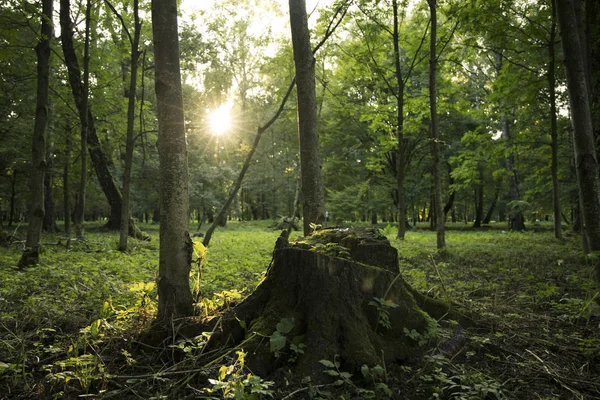 Parc Extérieur Simple Scène Naturelle Lever Soleil Matin Avec Souche — Photo