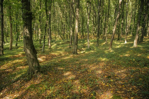 Leśne Środowisko Plenerowe Malownicze Widoki Początku Sezonu Jesiennego Zielonymi Żółtymi — Zdjęcie stockowe