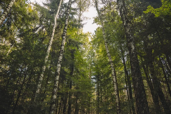 Hohe Bäume Birkenwald Friedliche Landschaftliche Umgebung Landschaftsfotografie Verkürzung Von Unten — Stockfoto