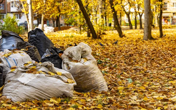 Σκουπιδιών Καθαρισμού Διαδικασία Οδηγεί Στην Πόλη Φθινόπωρο Αυλή Σεζόν Πολλά — Φωτογραφία Αρχείου