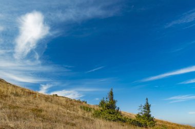 Dağlık dağ tepesi, iki küçük çam ağacı ve canlı mavi gökyüzü arka planı görkemli doğa manzaralı duvar kâğıdı fotoğrafçılığı. Kopya veya metin için boş alan. 
