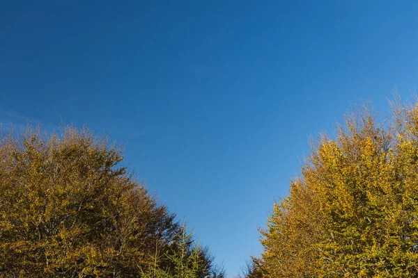 Herbst Saison Natürlichen Hintergrund Szenische Ansicht Spitze Der Bäume Gelb — Stockfoto