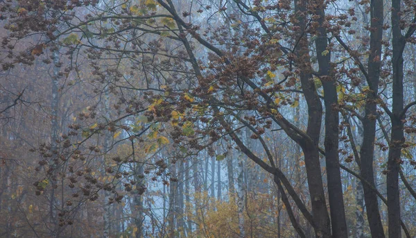 November Herbst Saison Neblig Wald Laub Natürliche Geheimnisvolle Hintergrund — Stockfoto