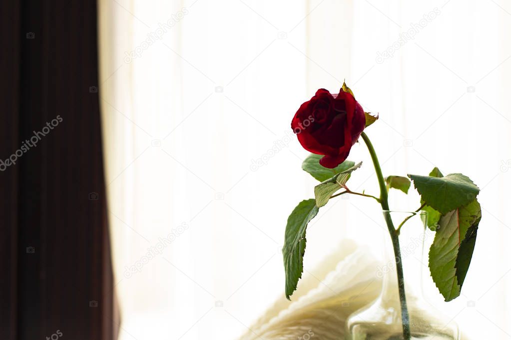 single rose flower cafe table indoor interior decoration object on white curtain unfocused background 