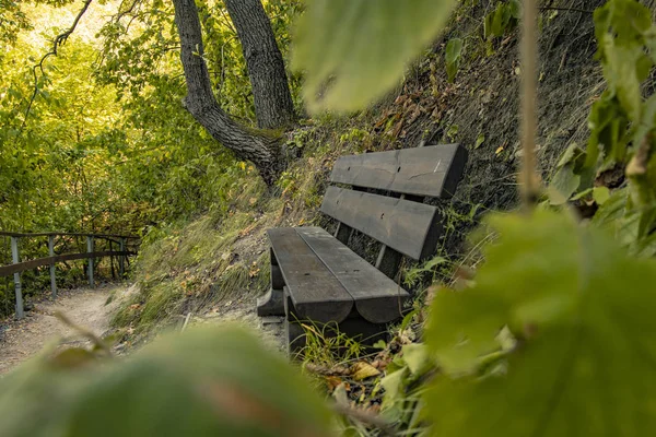 自然の緑の葉のフレームを介して未舗装の歩道の近くに空の木製のベンチとおとぎ話の森の風景写真 — ストック写真