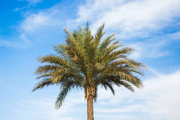 Palmera Naturaleza Idílica Vista Panorámica Temporada Verano Cartel Concepto Con — Foto de Stock