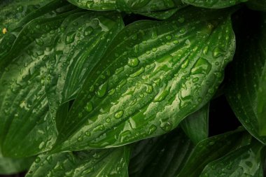 Yağmur ormanlarının arka planında yeşil yaprakların üzerine çiy damlası düşer. Manzaralı ekoloji kavramı.