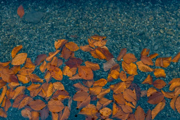 Otoño Fondo Pantalla Cartel Caída Hojas Estanque Tranquilo Superficie Agua —  Fotos de Stock