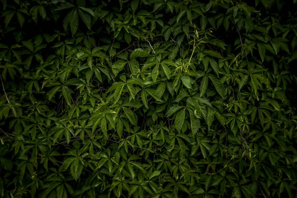 Launisch Dunkelgrün Laub Verlässt Die Natur Hintergrund Tapete Szenische Ansicht — Stockfoto