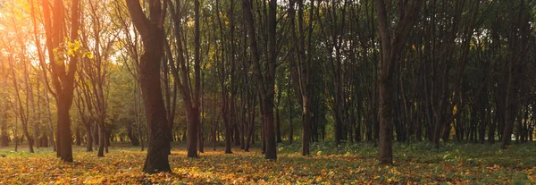 フォーカスのないコンセプト秋の公園紅葉の風景太陽のまぶしさの中で黄色と茶色の色 — ストック写真