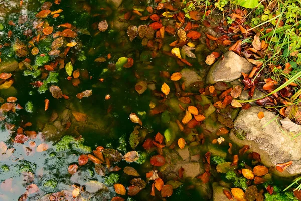 秋の大自然のコンセプトは 池の水の中に紅葉カラフルな風景背景画像 — ストック写真