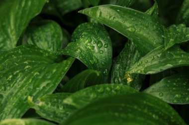 Yeşil yaprakların üzerindeki çiy taneleri çiçek manzaralı fotoğrafçılık.