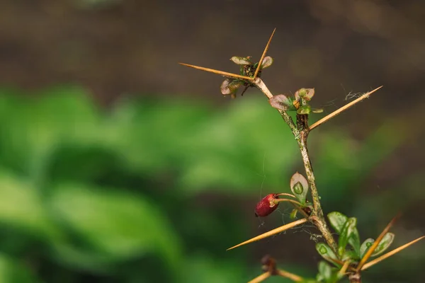 Μακροεντολή Φύση Αγκαθωτό Φυτό Κορώνες Και Μικρά Φύλλα Πρωί Υγρό — Φωτογραφία Αρχείου