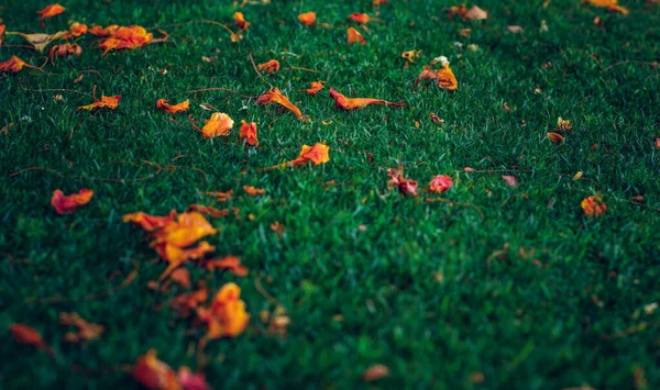 松软聚焦秋园风景落叶鲜橙色泽合成绿草背景表面九月季节户外摄影 — 图库照片