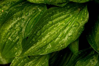 makro doğa yağmur ormanları sabah çiğ damlalarıyla yüzeye düşer.