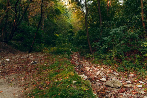 Início Outono Setembro Temporada Floresta Foco Suave Vista Cênica — Fotografia de Stock