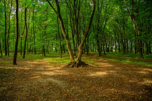 夏の森の風景緑の葉と茶色の地面緑6月日自然環境 — ストック写真