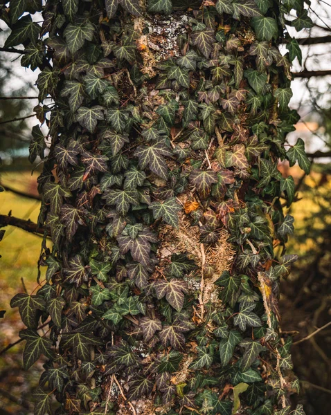 Herfst Seizoen Tijd Plant Humeurig Bruin Gebladerte Bladeren Boom Schors — Stockfoto