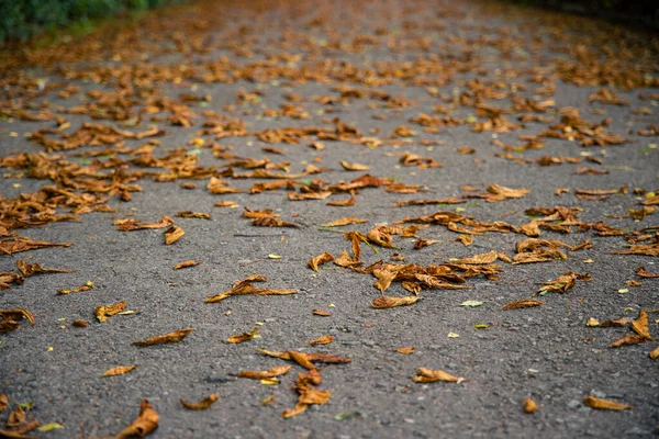 秋天时节背景公园露天景观 沥青路面上的橙色落叶 — 图库照片