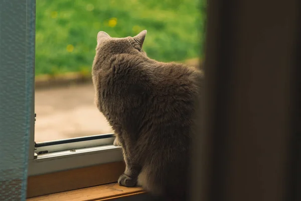 Binnenlandse Kat Leunend Terug Naar Camera Balkon Vensterbank Kijken Zijwaarts — Stockfoto