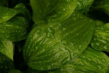 Sabah çiy damlası yeşile vurur makro doğa fotoğrafçılığını yaz mevsiminde bırakır.