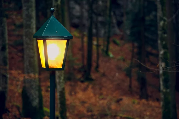 Horreur Conte Fées Mystique Dramatique Automne Forêt Lampe Poteau Jaune — Photo