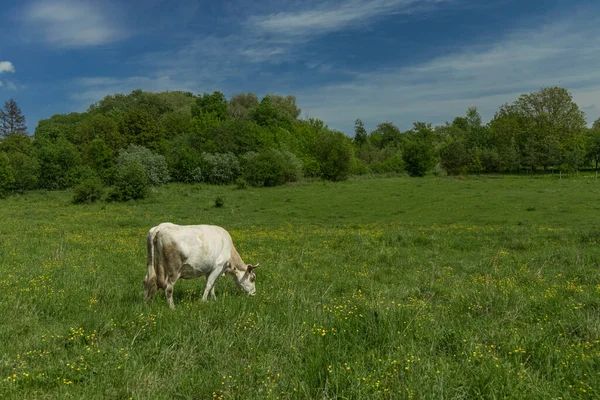 Сельская Местность Зеленая Коровья Ферма Животного Пастбищной Среде Пространство Ясную — стоковое фото