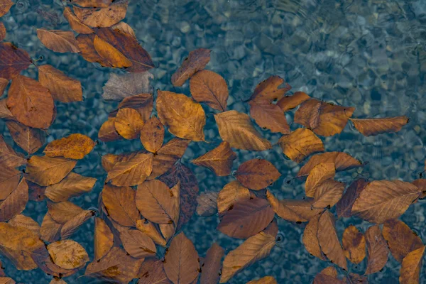 Herbst Herbst Saison Hintergrund Garten Konzept Bild Fallende Blätter Schwimmen — Stockfoto