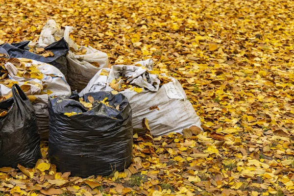 garbage bags pollution ecology concept on autumn falling leaves orange and yellow foliage nature park outdoor background environment space