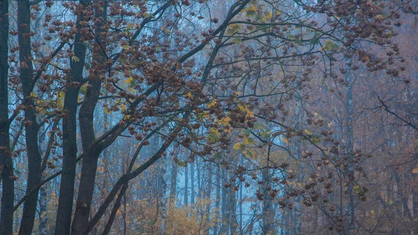 Weicher Fokus Nebel Morgen Natur Landschaft Blick Kahle Äste Laub — Stockfoto