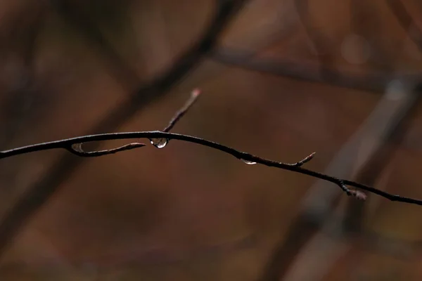 Enfoque Suave Otoño Tiempo Floral Naturaleza Escénica Vista Gota Agua — Foto de Stock