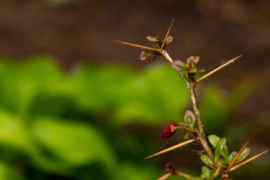 Yağmur ormanı dikenli bitki makro doğa fotoğrafçılığı bulanık yeşil ve kahverengi arkaplan manzara alanı