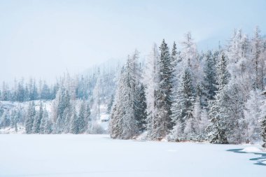 kış ormanı doğa fotoğrafçılığı Aralık ayında kar duvarı hava kirliliği hava manzarası vahşi doğa manzarası burada insanlar olmadan