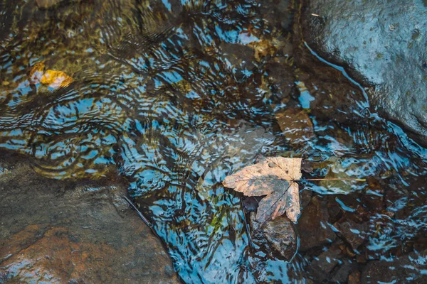 Autunno Natura Concetto Caduta Congedo Acqua Fiume Ruscello Marrone Drammatico — Foto Stock