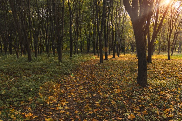 秋天9月森林自然景观 橙色和绿色地面覆盖 阳光穿过光秃秃的枝条 — 图库照片