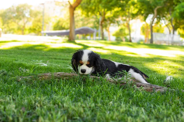 Perrito Doméstico Posando Espacio Natural Del Jardín Sobre Una Hierba —  Fotos de Stock